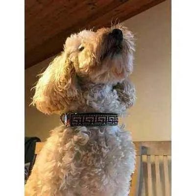 Finnigan's Designer Dog Lead Hand Made-4